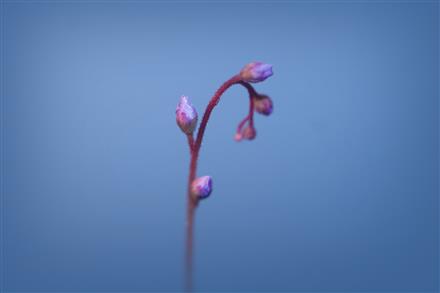 Drosera Venusta : P-CVR-0014